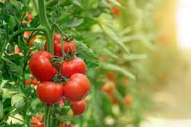 We did not find results for: Can You Use Calcium Tablets For Tomatoes Planting Tomatoes Successfully