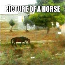 Hello fellow horse lovers!we are a horse meme account new crazy horse meme every day! Pablo Escobar Sex Memes Posts Facebook
