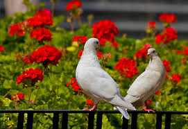 Resultado de imagen para PALOMAS ENAMORADAS