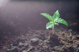 Does uv light make plants grow. Is Uv Light Important For Cannabis Valoya Led Grow Lights