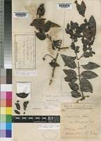 Image result for Scutia