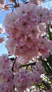 Cherry Blossom Bristol Uk Blossom Garden Beautiful Flowers Rock Garden Plants