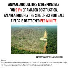 Vegan Vegetarian Amazon Deforestation Clmate Change Animal Agriculture Animal Agriculture Amazon Deforestation Vegan Statistics