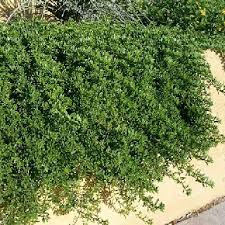 Image result for Myoporum