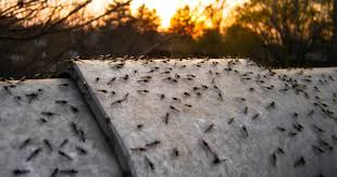 Biting midges often fly in swarms and are ferocious biters. Midges Are Once Again Tormenting People In Toronto