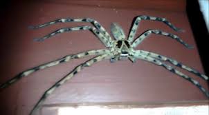 Clock spider or clockspider refers to a series of 3 photographs depicting a large huntsman spider hiding behind a wall clock. Yeah The Clock Spider What The Hell Kind Of Spider Is It Whatsthisbug