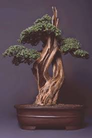 When to water your juniper bonsai really depends on a lot of factors from climate, age, size and season wiring young branches will take upwards of a year and older, thicker branches are nearly impossible. Juniper Bonsai Tree Care Pictures Bonsai Gallery Juniper Bonsai Tree Care Juniper Bonsai Tree C