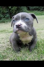 Pitbull Terrier Black And Blue Eyes Baby Pitbull With Gray Fur And Blue Eyes Pitbull Terrier Puppies American Pitbull Terrier Puppy Pitbull Puppies