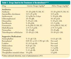 However, some kitties do suffer from chronic infections and are then prone to. Bordetella Infections In Dogs And Cats Treatment And Prevention Vetfolio