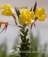 Very few studies have been conducted in cancer patients. Evening Primrose Oil Properties Botanical Online