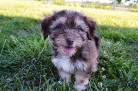 Advertise your labrador puppies for free. Havanese Puppies For Sale Cincinnati Oh 216893