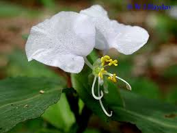 Image result for Commelina congesta