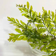 Image result for Bolbitis heudelotii