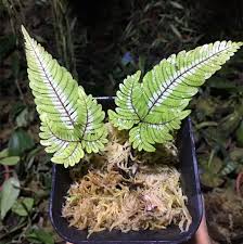 Image result for Pteris atrovirens