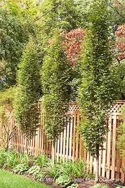 Rich green foliage turns bright gold in fall. 23 Fastigiate Trees And Evergreens For Tight Spaces Ideas Deciduous Trees Columnar Trees Garden Trees