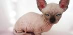Minskin Cat - Breed Profile and Facts