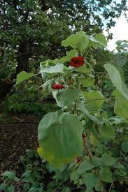 Image result for Kuloa michelsonii