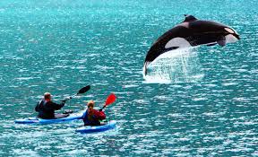 orcaattack – търсене  X