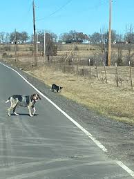 These sweet babes are running amuck