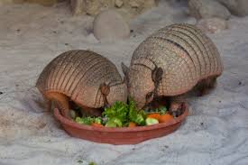 We did not find results for: What Do Armadillos Eat Everything You Need To Know Pet Keen