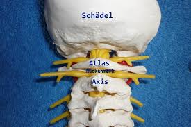 Praxis Fur Wirbelsaulentherapie C1 Der 1 Halswirbel Auch C1 Oder Atlas Genannt Hat Eine Zentrale Bedeutung Fur Den Gesamten Korper Die Meisten Organe Werden Parasympathisch Vom Atlas Axis Komplex C1 C2 Versorgt Der
