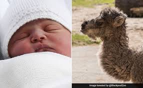 Camels and baby camels especially are very cute and funny animals to observe. Meet Louis Camel Born On Same Day As Royal Baby And Named After Him