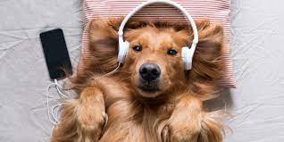 How To Use Music To Calm Your Anxious Dog