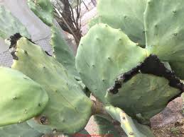 Table of contents how to get rid of cactus fungus things you'll need 00:43 tips & warnings 02:00. Fungal Mold Growth On Cactus Causes Cures Identification Of Mold Species That Grow On Cactus Plants