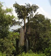 Image result for Caryota urens