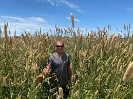 Image result for Phalaris