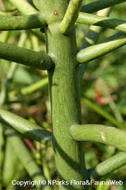 Image result for Euphorbia tholicola