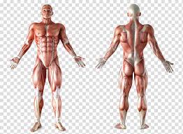 The chest is made up of two muscles that work together to make the chest function. Human Muscular System Illustration Muscle Anatomy Human Body Muscular System Organ Human Body Transparent Background Png Clipart Hiclipart