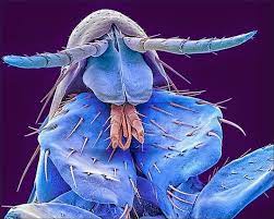 hele enge beestjes microscopische fotografie beestjes natuur