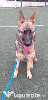 Pui ciobanesc german in predresaj. Pui Ciobanesc German Craiova Adroi Zoo