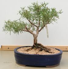 Image result for rosemary bonsai