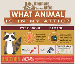 The answer is that pests like rodents and mice gain access to your home through small gaps in the exterior. What Animals Are In My Attic An Identification Guide Bicultural Mama