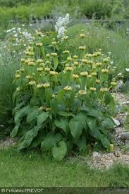 Phlomis Russeliana Sauge De Jerusalem De Russel Vivace Vivaces Jardin Sec Jardin Naturel