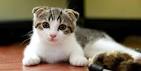 The 10 Quietest Cat Breeds - Cat Breeds, Cat Pics, Cat ...