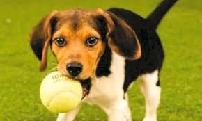 Get in touch!phone number701 390 9877email addresslittyhousepaws@gmail.comaddress611 158th st. 6 Perfect Pups To Adopt Now In Chicago Cbs Chicago