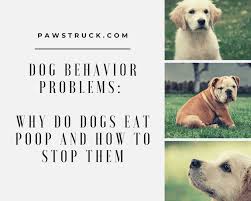 Like any treat, it's best to give lettuce to your dogs in moderation. Can My Dog Eat Lettuce Pawstruck Press