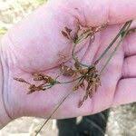 Image result for Fimbristylis quinquangularis