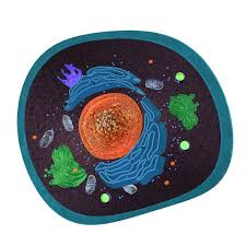 Check spelling or type a new query. 3d Animal Cell Cgtrader