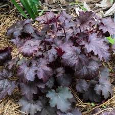 Image result for Heuchera cylindrica Greenfinch