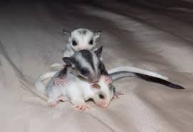 Yorkshire Sugar Gliders