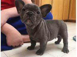 Do you have time to spend with your new family pet? Blue French Bulldog Puppies Available Now Animals Colorado Springs Colorado Announcement 99454