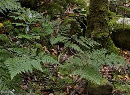 Image result for Arachniodes webbiana