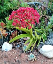 Image result for Crassula perfoliata