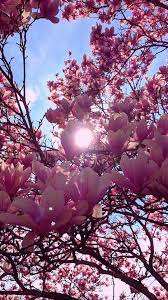 We've gathered more than 5 million images uploaded by our users and sorted them by the most popular ones. Pink Spring Flower Mobile Wallpapers Wallpaper Cave