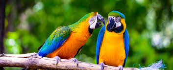 Photos, address, phone number, opening hours, and visitor feedback and photos on yandex.maps. Jardin Aux Oiseaux In Upie