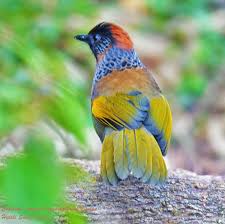 Image result for Erythrocephalum